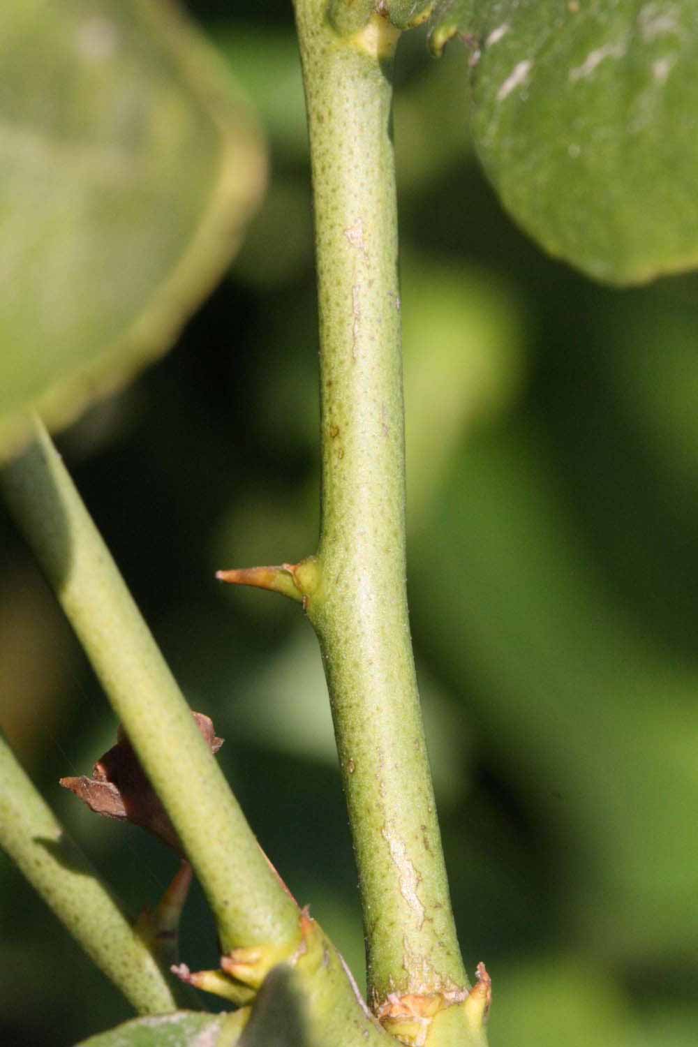            First year twig (Abhayapuri, Riverside, CA)   